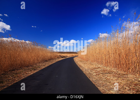 Road through marshland in Oyama, Tochigi Prefecture Stock Photo