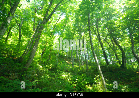 Beech forest in Aomori Prefecture Stock Photo