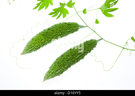 Goya plant against white background Stock Photo