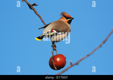 Seidenschwanz (Bombycilla garrulus) Bohemian Waxwing • Baden-Wuerttemberg; Deutschland Stock Photo