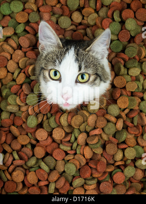 portrait of adorable cat in a heap of colorful dry food staring in front of her with her tongue out Stock Photo