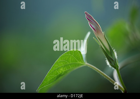 Close up of Japanese Morning glory flower Stock Photo