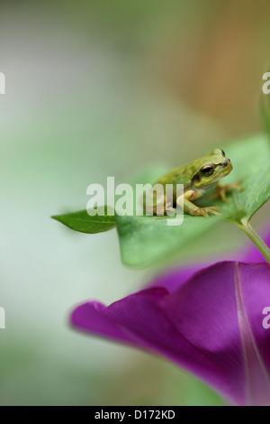 Close up of Japanese Morning glory flower and frog Stock Photo