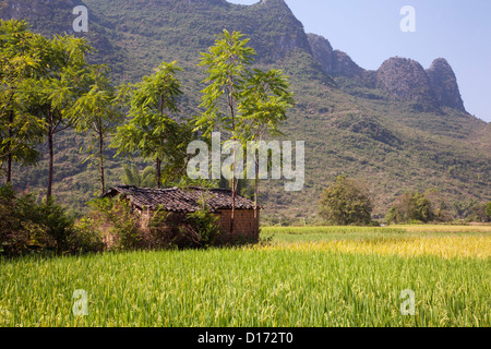 Fields of rice, some ready to be harvested in the countryside outside Yangshuo in Guangxi Autonomous Region, China Stock Photo