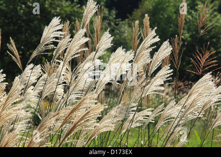 Japan silver grass Stock Photo