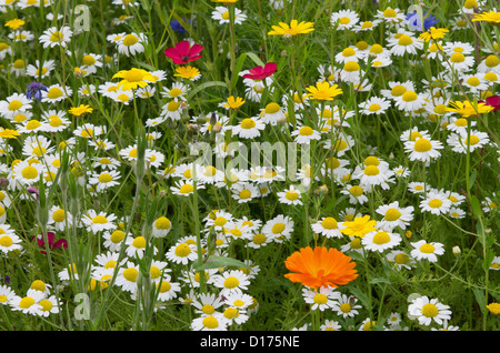 Wild flower planting in Helmsley Walled Garden Stock Photo - Alamy