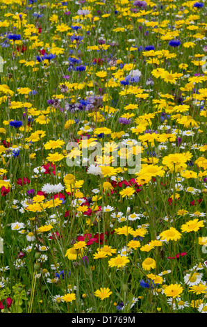 Wild flower planting in Helmsley Walled Garden Stock Photo - Alamy