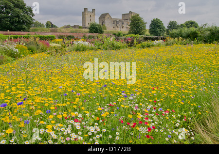 Wild flower planting in Helmsley Walled Garden Stock Photo - Alamy