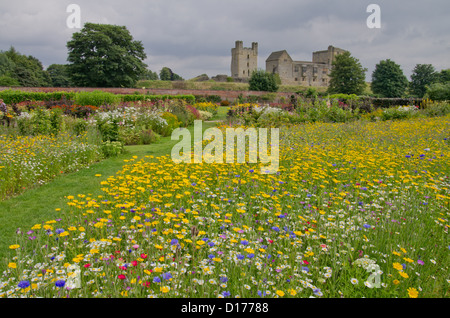 Wild flower planting in Helmsley Walled Garden Stock Photo - Alamy