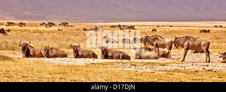 A herd of wildebeest in Africa;Tanzania;Ngorongoro Crater;Park;Safari wildlife park Stock Photo