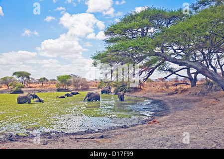 A herd of African Elephant (Loxodonta africana) at watering hole in Africa;Tanzania;Tarangire National Park;Safari wildlife park Stock Photo
