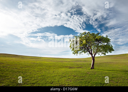 Lonely tree against the blue sky Stock Photo