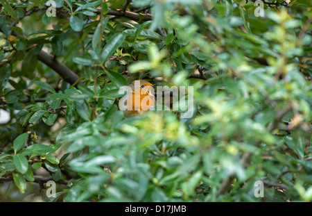 Robin singing from deep in a bush Stock Photo