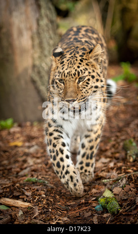 Female Amur leopard walking towards camera Stock Photo