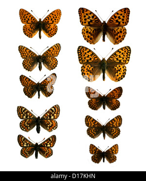 A Group of Mounted Specimen Fritillary Butterflies. Nymphalidae, Lepidoptera. Stock Photo