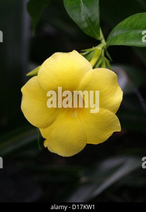 Golden Trumpet, Allamanda cathartica 'Hendersonii', Apocynaceae.  Brazil, South America. Stock Photo
