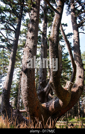 The 8 branched Octopus tree at Cape Meares on the Coast of Oregon Near Coos Bay USA Stock Photo
