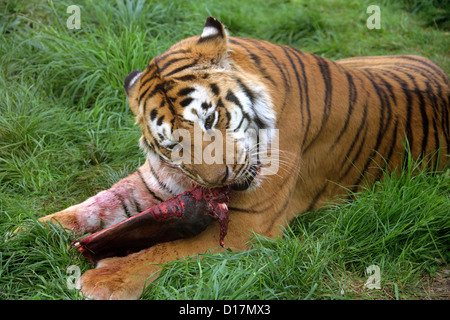 Siberian Tiger Feeding, Panthera tigris altaica, Felidae Stock Photo
