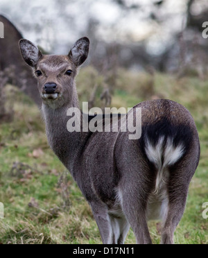 Sika Deer, (Cervus nippon), Young Female in Woodland, Dorset,  England, UK. Europe Stock Photo