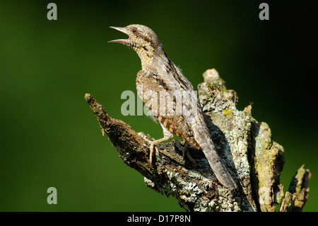 Wendehals (Jynx torquilla) Northern Wryneck • Baden-Wuerttemberg; Deutschland, Germany Stock Photo