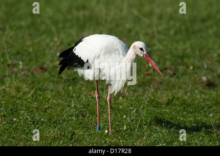Weißstorch (Ciconia ciconia) White Stork • Ostalbkreis, Baden-Wuerttemberg, Deutschland, Germany Stock Photo
