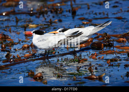 Caspian terns at Elkhorn Slough, California. Stock Photo