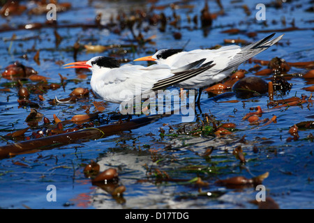 Caspian terns at Elkhorn Slough, California. Stock Photo