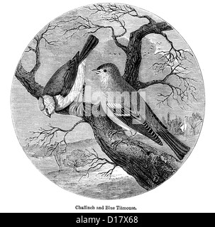 Victorian engraving of a Chaffinch and Blue Titmouse , 1897 Stock Photo