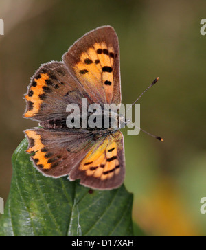 Small or Common Copper (Lycaena phlaeas) posing and foraging on a  variety of different flowers (over 80 images in series) Stock Photo