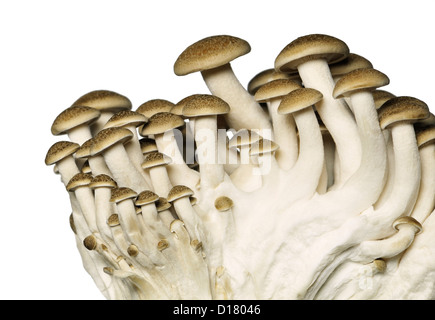Buna Shimeji / Brown Beech mushrooms Stock Photo
