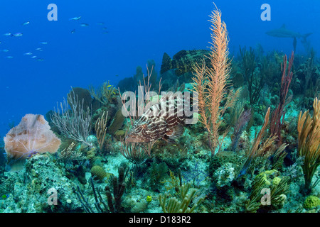 A grouper swims over a coral reef. Stock Photo