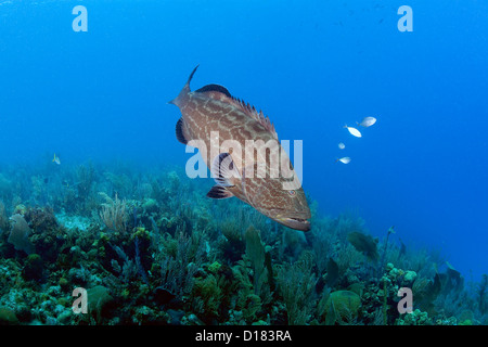 A grouper swims over a coral reef. Stock Photo