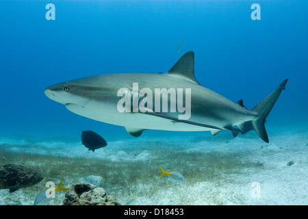 Caribbean reef shark Stock Photo