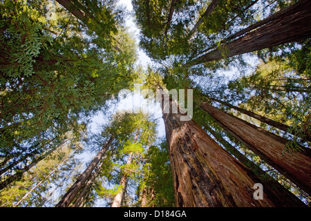 View from the bottom of a redwood tree forest looking to the tops. Yosemite National Park. Stock Photo