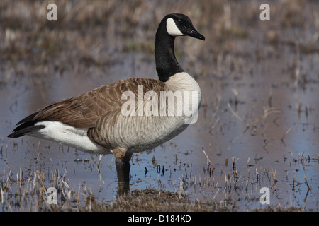 Canada Goose Branta canadensis standing goose Stock Photo