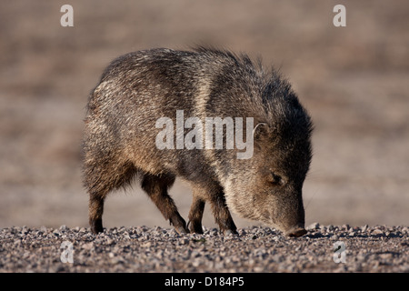 Young Javelina pecari tajacu in New Mexico Stock Photo