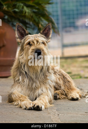 Italy, Berger picard dog Stock Photo