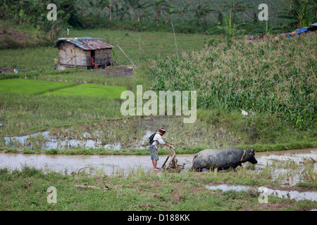 Farmer ploughing rice paddy with carabao water buffalo in rural mountain farmland of Cebu Philippines showing traditional agriculture and village life Stock Photo