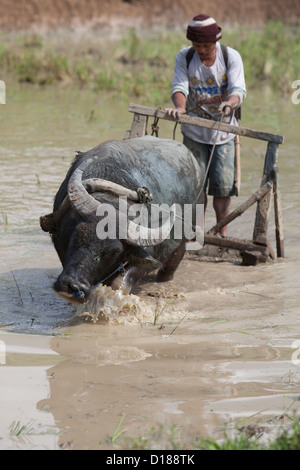 Farmer harrowing rice field with Carabao, Cebu mountains,Philippines Stock Photo