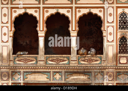 India, Rajasthan, Jaipur, indian monkeys in one of the many hindu temples in Galtaji, 11 km away from Jaipur Stock Photo