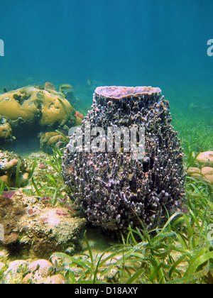 Giant barrel sponge Xestospongia muta on the seafloor of the Caribbean sea, Bocas del Toro, Panama Stock Photo