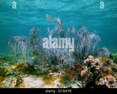 Sea plume Gorgonian in a shallow coral reef with water surface in background, Bahamas Stock Photo