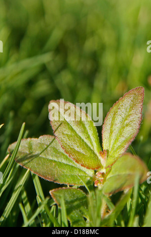 Young plant of Euphorbia hirta Stock Photo