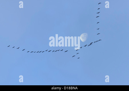 bird migration, greater white-fronted geese (anser albifrons) Stock Photo