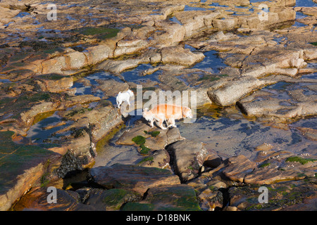 Two dogs explore the rock pools on the beach at low tide, Seaton Sluice, Northumberland, UK Stock Photo