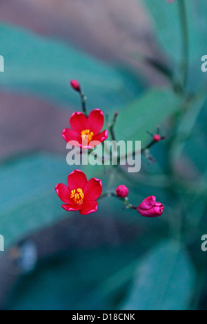 Peregrina, Spicy jatropha,Jatropha integerrima Stock Photo