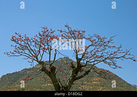 Bombax ceiba L. Tree Stock Photo