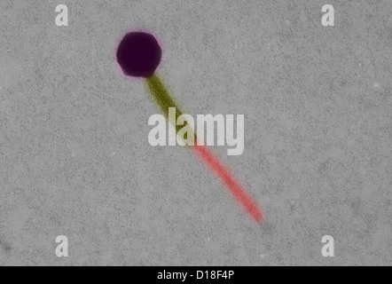 Electron micrograph Escherichia coli bacteriophage Stock Photo