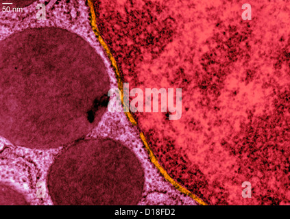 Transmission Electron micrograph pancreas Stock Photo