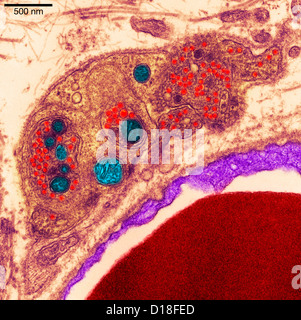 Transmission Electron micrograph pancreas Stock Photo